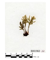 藏品(南亞孔雀苔)的圖片